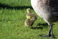 Closeup of a mother goose legs with her goslings blurred in the background