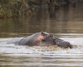 Closeup of mother hippo head swimming in river