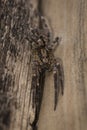 Closeup of a mother spider, playing dead, whilst guarding her nest of eggs. 2