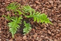 Mother spleenwort fern growing in mulched soil Royalty Free Stock Photo