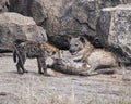 Closeup of a mother spotted hyena with two cubs on a rock