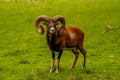 Mouflon in the green field