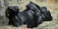 Closeup of a mountain gorilla lying on the ground and relaxing in a zoo Royalty Free Stock Photo