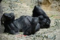 Closeup of a mountain gorilla lying on the ground and relaxing in a zoo Royalty Free Stock Photo