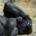 Closeup of a mountain gorilla lying on the ground and relaxing in a zoo Royalty Free Stock Photo