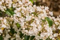 Closeup of Mountain Laurel in the Blue Ridge Mountains Royalty Free Stock Photo