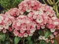 Closeup of mountain laurel flowers, Kalmia latifolia Royalty Free Stock Photo