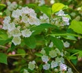 Closeup of Mountain Laurel Wildflowers Shrub Royalty Free Stock Photo