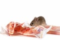 Closeup mouse gnaws banknotes on pile of cash on white background.