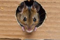 closeup of mouse head emerging from shoebox hole indoors