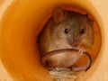 Closeup mouse hides inside of a hole