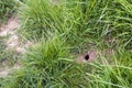 Mouse hole in the slope of a Dutch dike