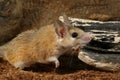 Closeup mouse hunts on insect Royalty Free Stock Photo