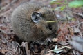 Closeup mouse sits on the ground near the grass