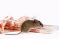 Closeup mouse sniffs paper currency on pile of cash on white background.