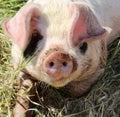 Closeup of a muddy pig lying on the grass Royalty Free Stock Photo