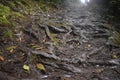 Closeup of muddy tree roots exposed and growing over the ground Royalty Free Stock Photo