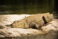 Mugger crocodile sleeping on Rock in ranganathittu bird sanctuary