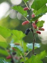 The mulberry fruit is a multiple fruit Royalty Free Stock Photo