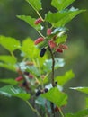 The mulberry fruit is a multiple fruit Royalty Free Stock Photo