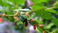 Closeup mulberry fruit with water drops,Right-to-left pan shot