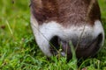 Closeup of a Mule animal face on the field.