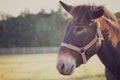 Closeup of mule face in the farm and sunshine in the evening.