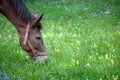 Closeup of mule in profile wearing a halter grazing on blooming wildflower and grass in a mountain meadow Royalty Free Stock Photo
