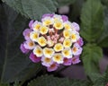 Closeup of a multi-colored umbrel of a Lantana plant.