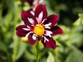 Closeup of a multicolored dark red white flat petal blooming Dahlia flower Royalty Free Stock Photo