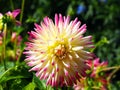 Closeup of a multicolored spiky pink, yellow and white Cactus Dahlia Royalty Free Stock Photo