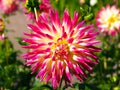 Closeup of a multicolored spiky pink, yellow and white Cactus Dahlia Royalty Free Stock Photo