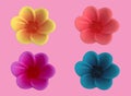 Closeup, multicolour flowers set blossom bloom isolated on pink for background or design, summer plants, pattern floral blooming,