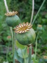 Closeup of multiple poppy flower seedpod