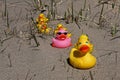 Closeup of multiple yellow rubber ducks on gray sand with one different pink duck with sunglasses