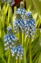 Muscari Blue Magic flowers, Grape Hyacinth blooming in Spring greenhouse Royalty Free Stock Photo