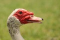 Closeup of muscovy duck's beak, eye, and caruncles details Royalty Free Stock Photo