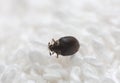 Museum beetle, Anthrenus museorum on white towel