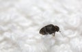 Museum beetle, Anthrenus museorum on white towel