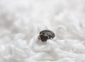Museum beetle, Anthrenus museorum on white towel