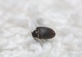 Museum beetle, Anthrenus museorum on white towel