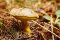 Closeup mushroom in autumn