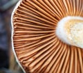 Closeup of mushroom gills. Detail of gills on upside down mushroom