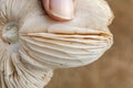 Closeup Of Mushroom Gills