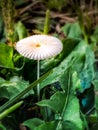 Mushroom Royalty Free Stock Photo