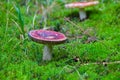 Closeup mushroom in green moss