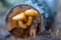 Closeup mushroom growth on a tree log