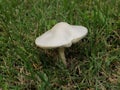 Closeup mushroom White Dapperling - Leucoagaricus Leucothites in grass