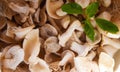 Closeup mushrooms for background