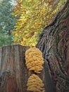 Closeup mushrooms growing on a chestnut tree stem. Laetiporus sulphureus known as chicken of the woods Royalty Free Stock Photo